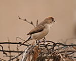 which-bird-is-this-indiansilverbill.jpg