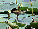 which-bird-is-this-bronzewingedjacana.jpg