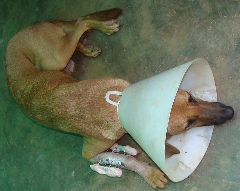 Bonzo after operation.jpg