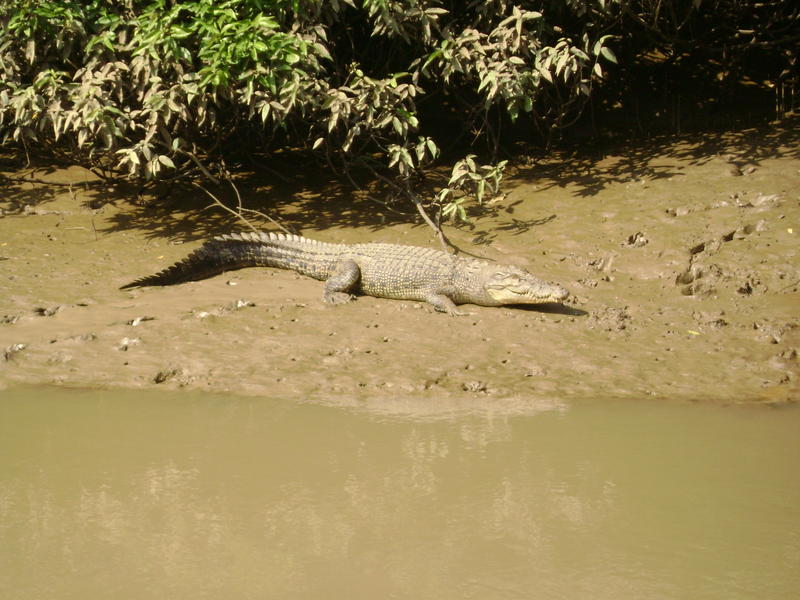 bhitarkanika crocodile