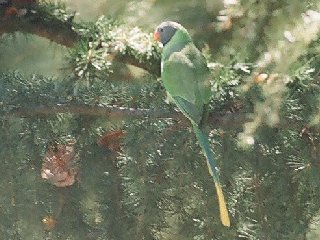 Bird5.jpg
