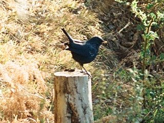 Bird8.jpg