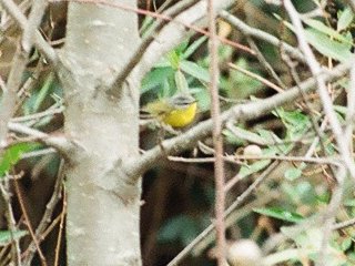 Bird13.jpg