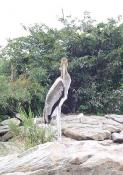 bharatpur-bird-park-faces-water-crunch-22.jpg