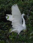 bharatpur-bird-park-faces-water-crunch-44.jpg