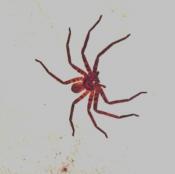 did-u-ever-had-an-animal-on-your-room-hampispider.jpg