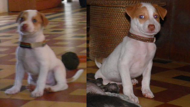Olly as a pup.JPG
