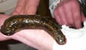periyar-in-flipflops-leech2.jpg