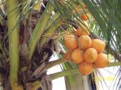 my-first-moments-in-india-coconut-tree-in-my-garden.jpg