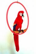 what-about-your-pets-macaw16k.jpg