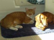what-about-your-pets-chup-vienna.jpg