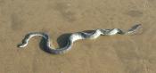 ever-bitten-by-a-snake-in-india-1.snake.jpg