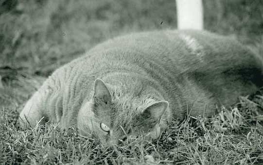 puck-in-the-grass.jpg
