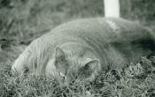 what-about-your-pets-puck-in-the-grass.jpg
