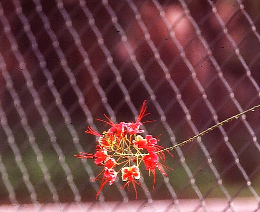 flower.jpg