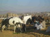pushkar-camel-fair-pb190250.jpg