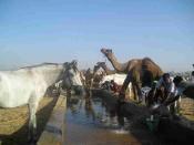 pushkar-camel-fair-pb190252.jpg