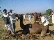pushkar-camel-fair-pb180234.jpg