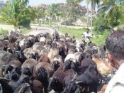 did u ever had a problem with a cow?-goat.jpg