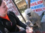 rs-148-lakh-plan-to-oust-shimla-monkeys-img_0973.jpg