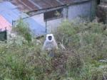 rs-148-lakh-plan-to-oust-shimla-monkeys-kasauli-langoor.jpg
