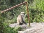 rs-148-lakh-plan-to-oust-shimla-monkeys-forest-monkeys222.jpg