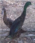 indian-runner-ducks-indian-runners.jpg