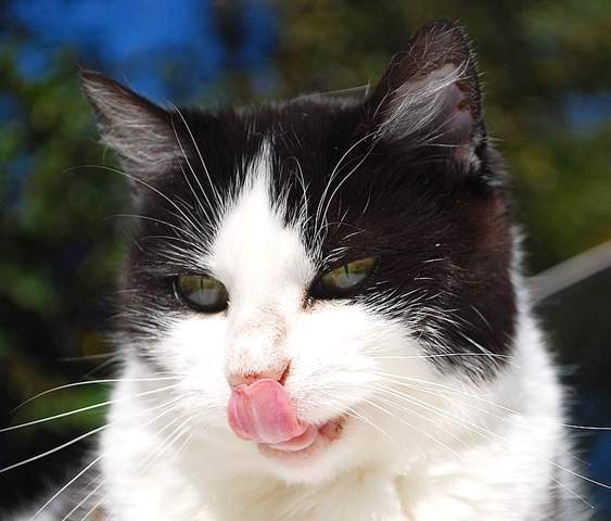 cat1.jpg