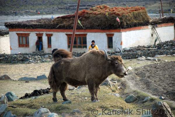 Name:  DSC_0514.jpg
Views: 1998
Size:  45.2 KB