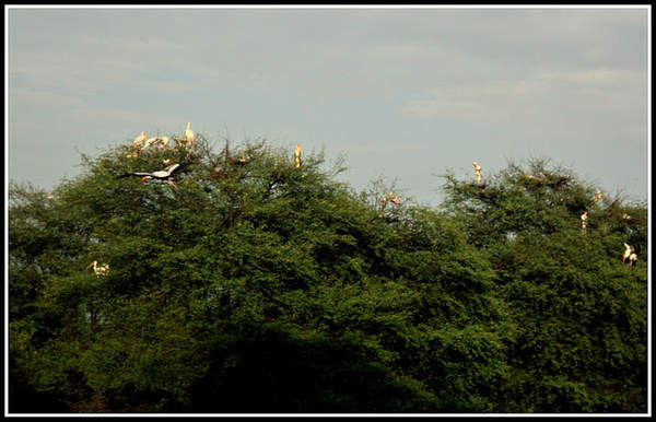 Name:  Painted Storks.jpg Views: 410 Size:  37.8 KB