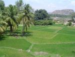 hampi-everything-you-want-to-know-pady-field.jpg