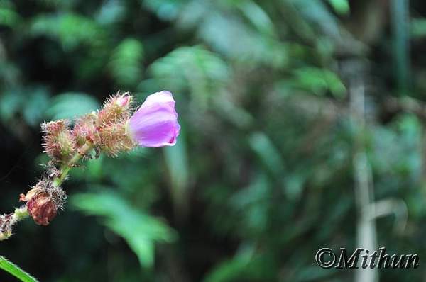 Name: sikkim-day3-061.jpg
Views: 2672
Size: 22.1 KB
