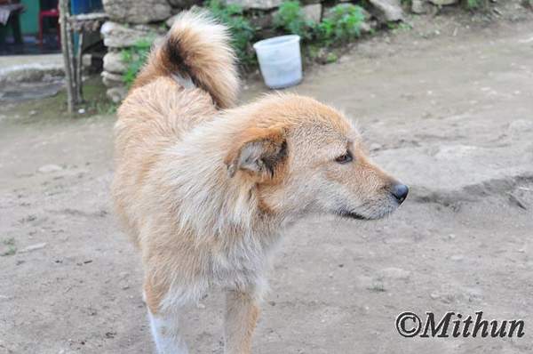Name: sikkim-day2-097.jpg
Views: 2473
Size: 31.3 KB