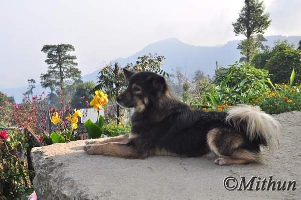 Name: sikkim-day3-020.jpg
Views: 2461
Size: 39.2 KB