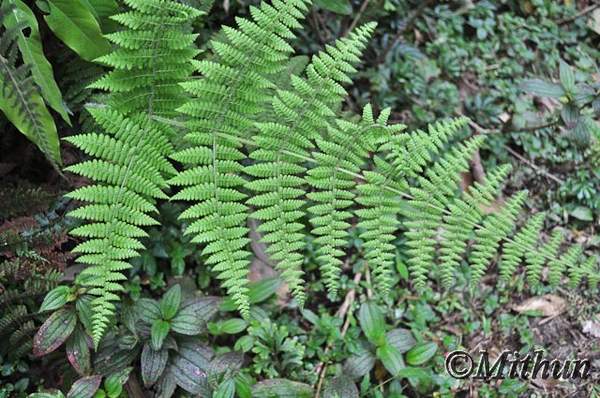 Name: sikkim-day3-062.jpg
Views: 2468
Size: 58.2 KB
