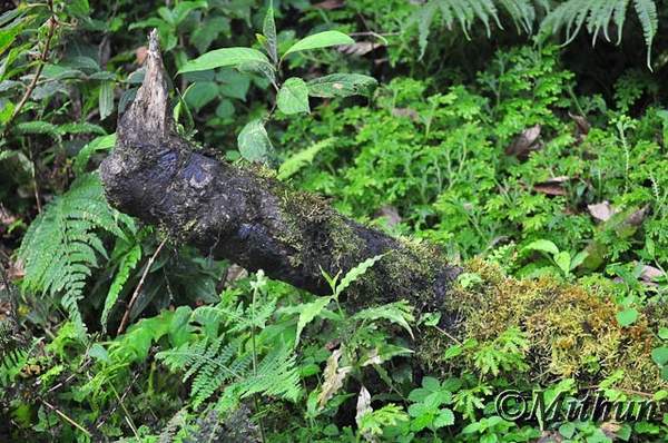 Name:  sikkim-day3-067.jpg
Views: 2458
Size:  65.0 KB