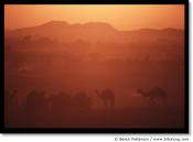 pushkar-camel-fair-camel_08.jpg
