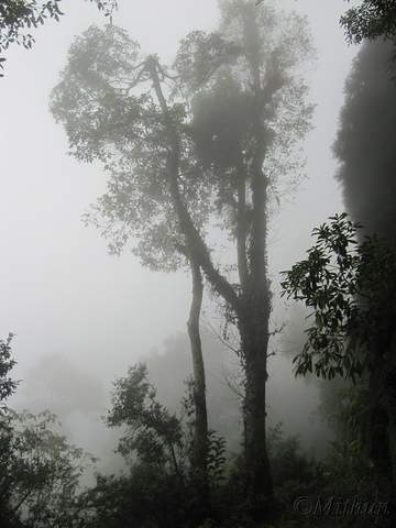 Name: IMG_0502.jpg
Views: 2472
Size: 22.0 KB