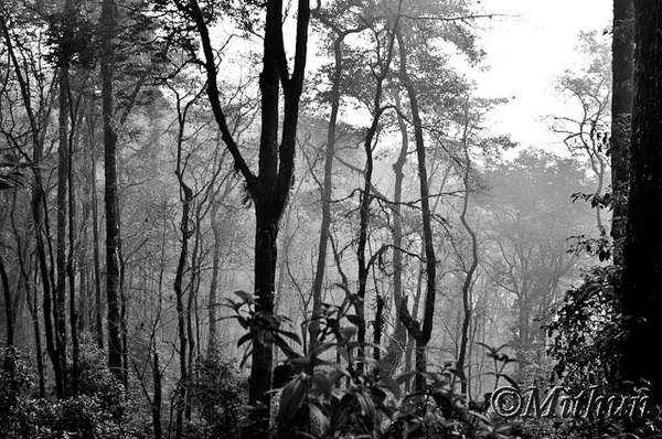 Name:  sikkim-day2-141.jpg
Views: 2392
Size:  58.8 KB