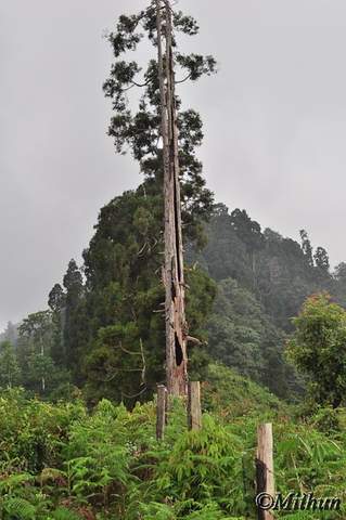 Name:  sikkim-day2-077.jpg
Views: 2385
Size:  25.0 KB