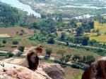 hampi-everything-you-want-to-know-monkey-at-hanuman-temple.jpg