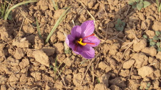 Name:  DSC02711.jpg
Views: 701
Size:  40.8 KB