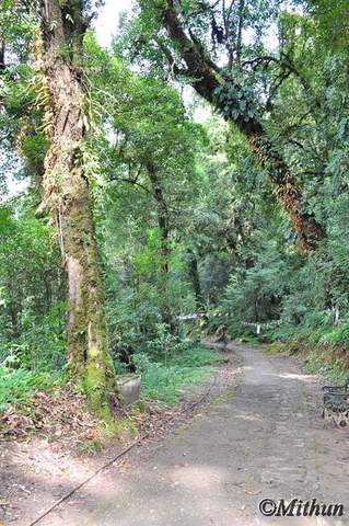 Name:  sikkim-day7-035.jpg
Views: 393
Size:  44.5 KB