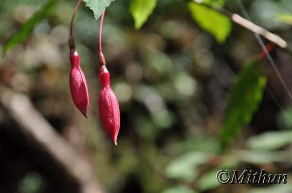 Name:  sikkim-day7-046.jpg
Views: 383
Size:  19.6 KB