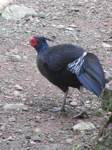 Meghalaya 321-crop.jpg