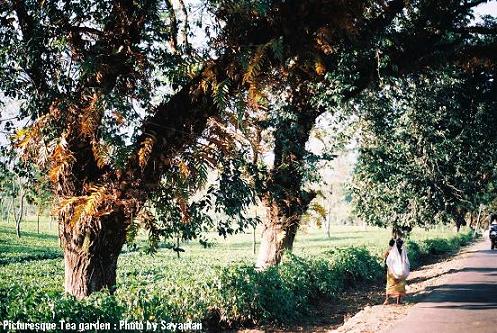 tea garden.JPG