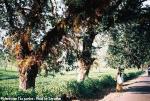 destination-lava-lollegaon-rishap-tea-garden.jpg