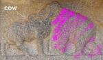 hampi-everything-you-want-to-know-cow.jpg