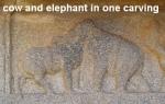 hampi-everything-you-want-to-know-cow-elephant.jpg