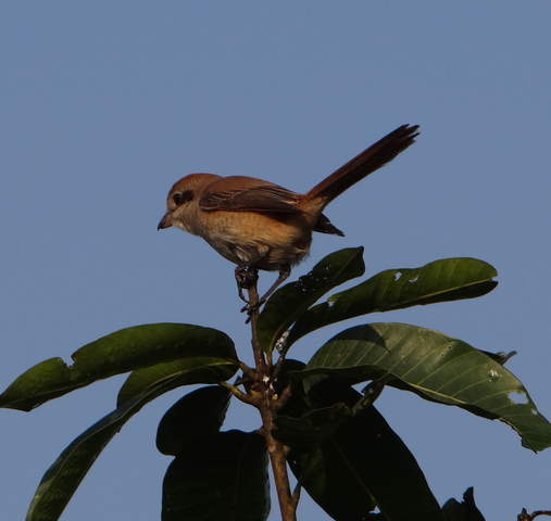 DSC01523.jpg